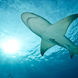 Shark - Coral Sea Dreaming
