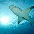 Shark - Coral Sea Dreaming