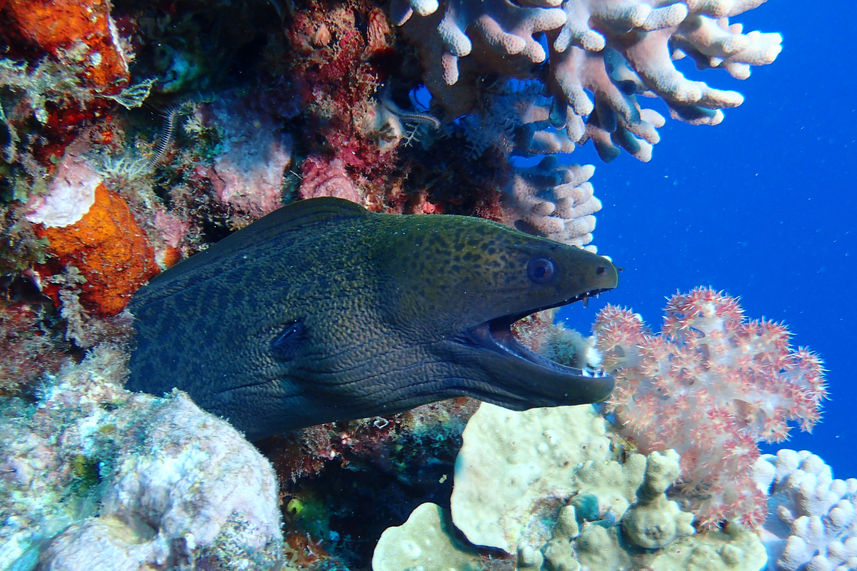 Marine Life - Coral Sea Dreaming