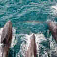 Marine Life - Coral Sea Dreaming
