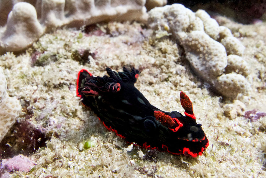 Marine Life - Coral Sea Dreaming