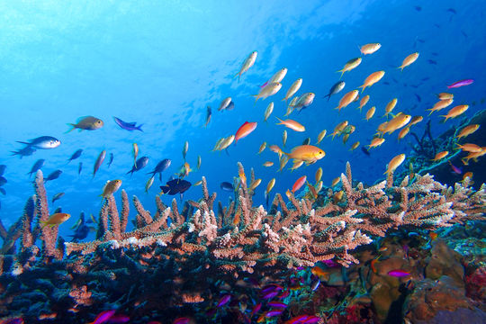 Coral Sea Dreaming, Australia - LiveAboard.com