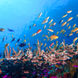 Vie aquatique - Coral Sea Dreaming