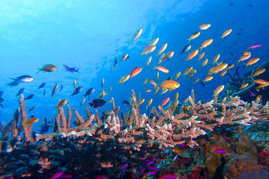 Marine Life - Coral Sea Dreaming