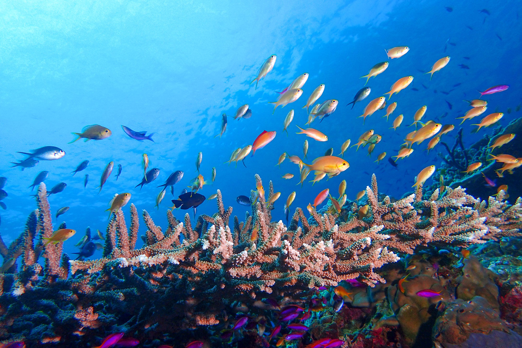 Marine Life - Coral Sea Dreaming