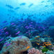 Vida Marinha - Coral Sea