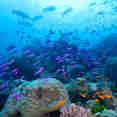 Marine Life - Coral Sea Dreaming