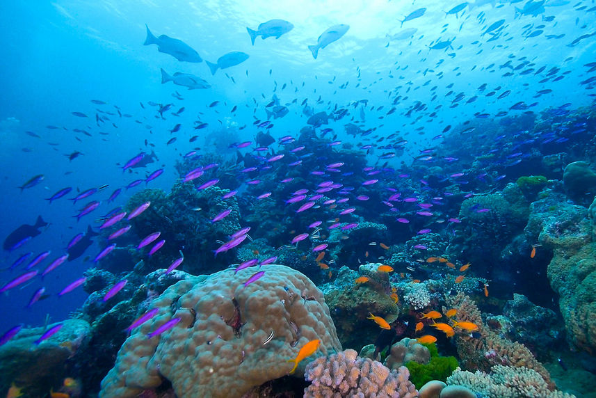 Coral Sea Dreaming, Australia - LiveAboard.com