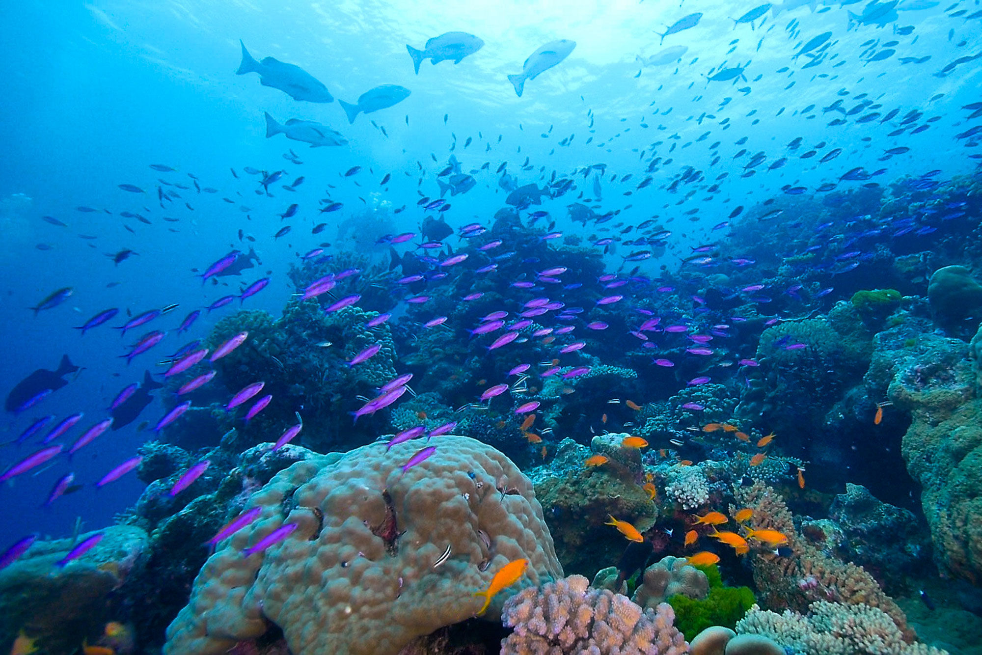 Marine Life - Coral Sea Dreaming