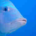 Marine Life - Coral Sea Dreaming
