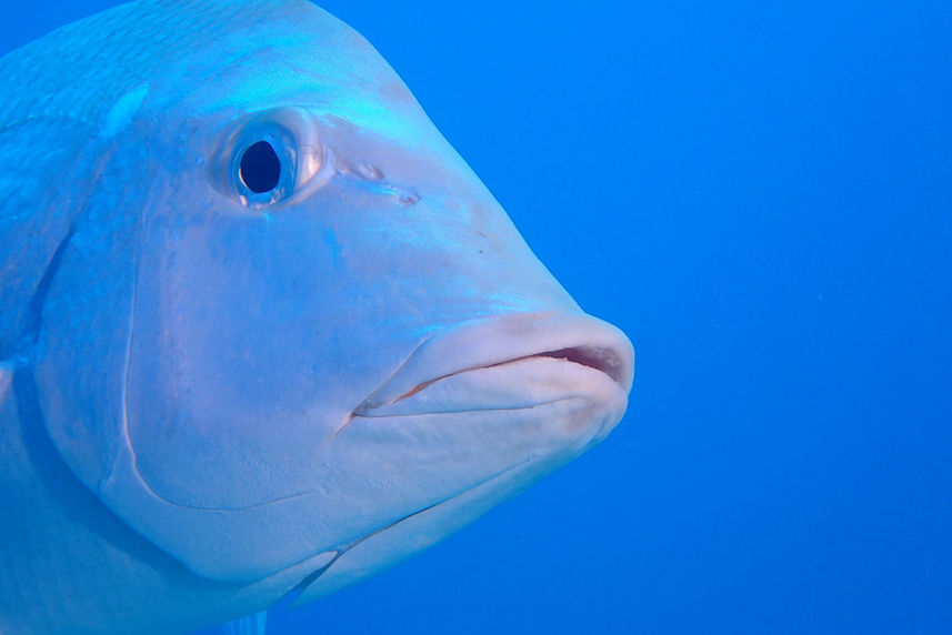 Marine Life - Coral Sea Dreaming