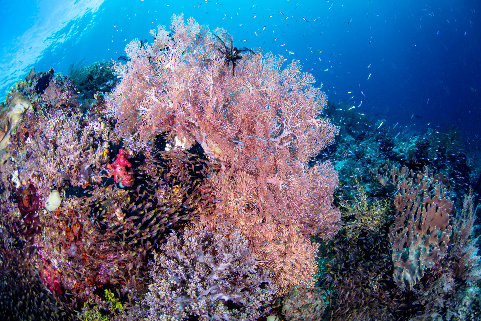 Coral Reef - Gaia Love