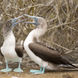 Blue-footed Booby