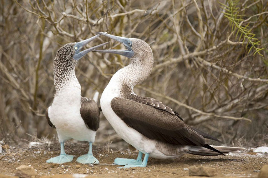 Blue-footed Booby