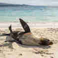 Sealions - Origin Theory and Evolve 