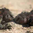 Iguana - Origin Theory and Evolve 