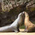 Sealions - Origin Theory and Evolve 