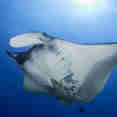 Manta Ray - Merit