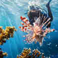 Marine Life - Merit