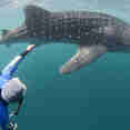 Diving