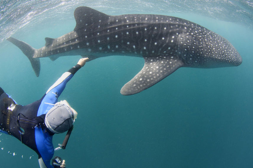 Requin baleine - Elegante