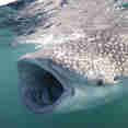 Requin baleine - Elegante