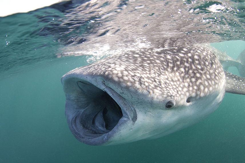 Tiburon ballena - Elegante