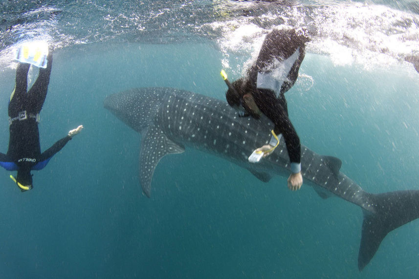 Whale Shark - Elegante