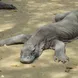 Komodo Dragon - Tidak ApaPa