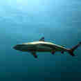 Shark - Tidak ApaPa