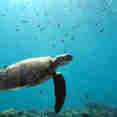 Turtle - Tidak ApaPa
