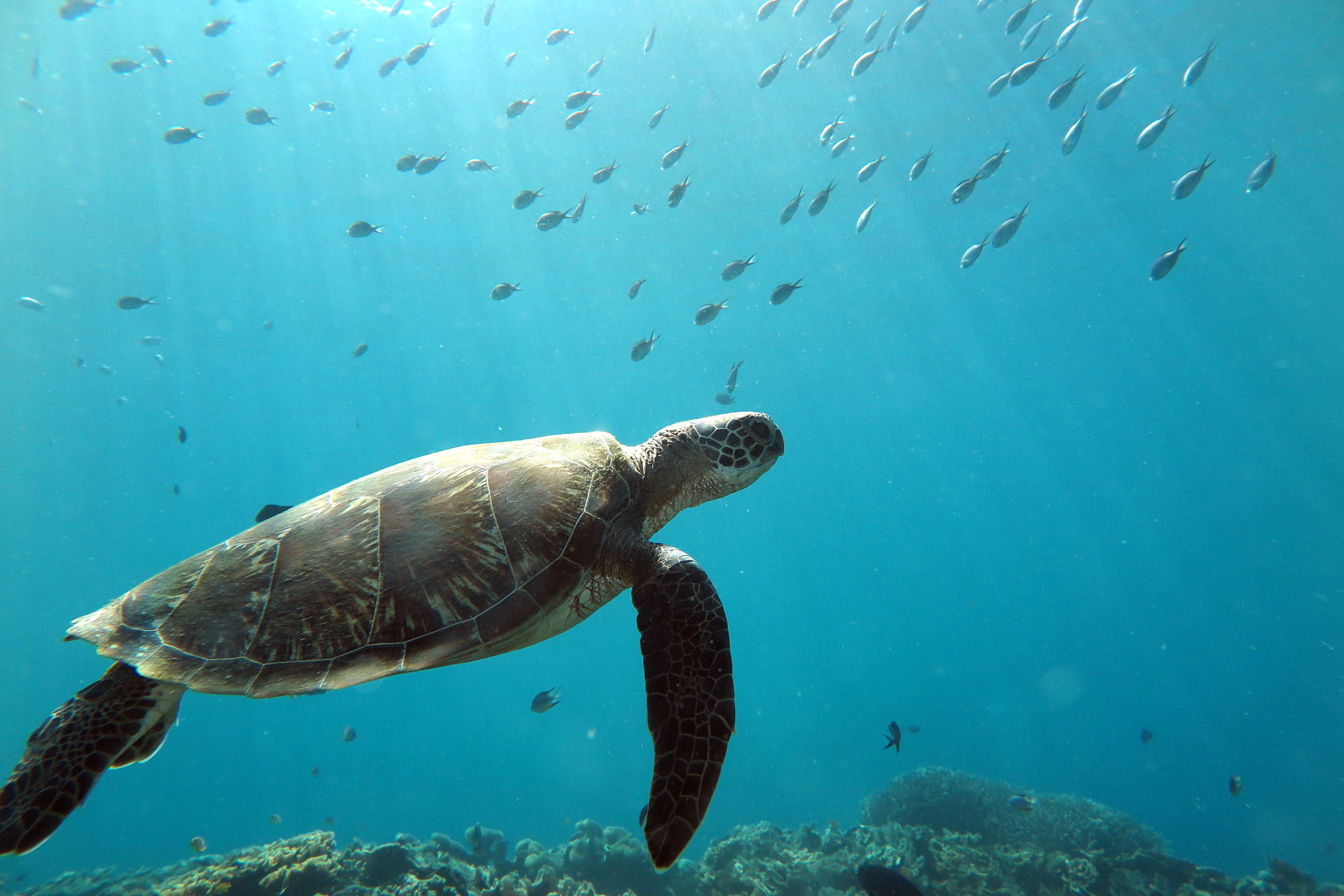 Tortue - Tidak ApaPa