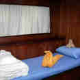 Stateroom - Bella