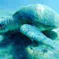 Turtle - SimSim Dive