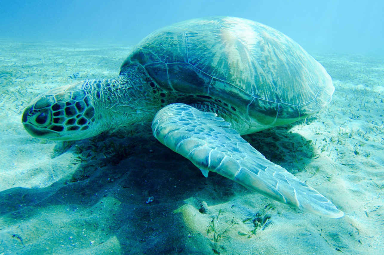 Schildpad - Simsim Dive