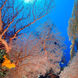 Coral Reef - Rum Runner