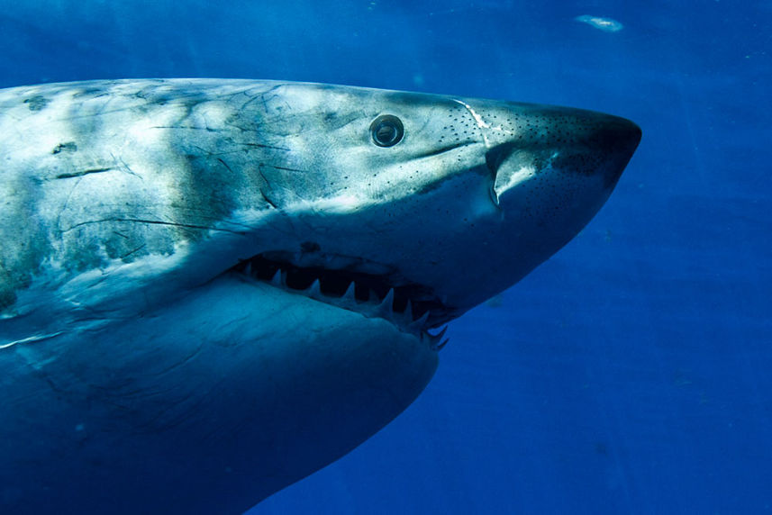 Shark - America's Shark Boat MV Horizon