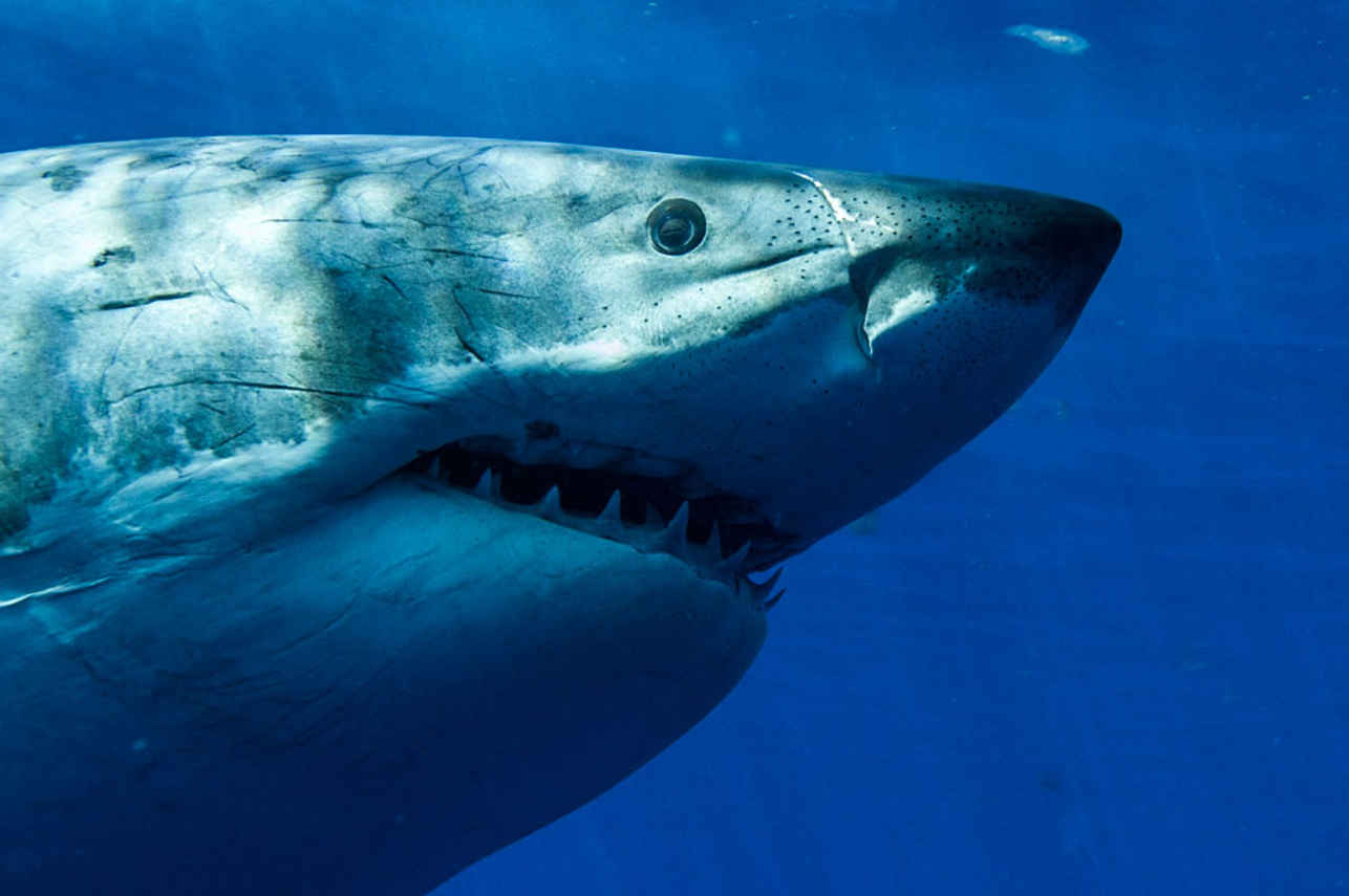 Shark - America's Shark Boat MV Horizon