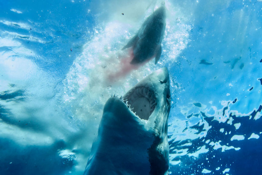 Shark - America's Shark Boat MV Horizon