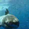 Vida Marinha - America's Shark Boat MV Horizon