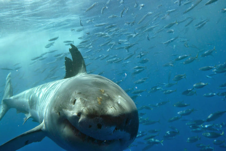 Marine Life - America's Shark Boat MV Horizon