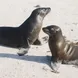 Sealions - Anahi