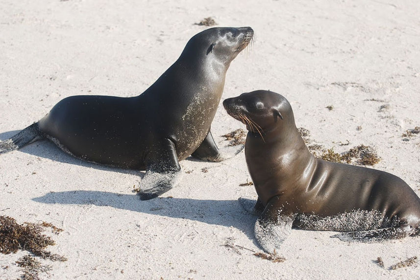 Sealions - Anahi