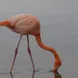 Flamingo - Anahi