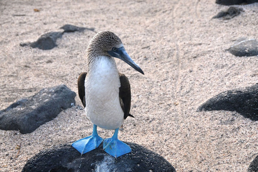 Seabird - Anahi