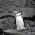 Penguin - Anahi