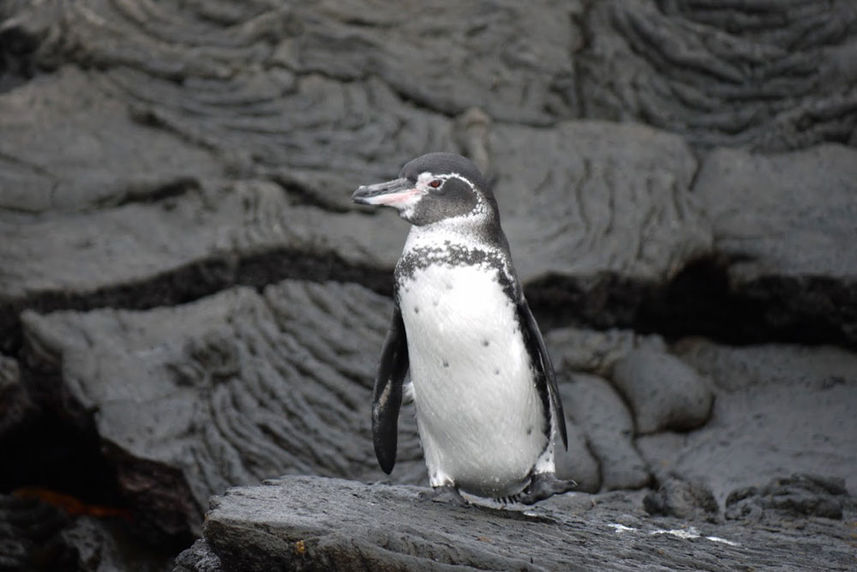 Penguin - Anahi