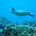 Turtle - Anahi