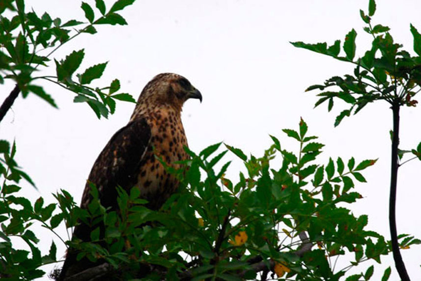 Bird Watching - Fragata