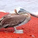 Brown Pelican - Fragata